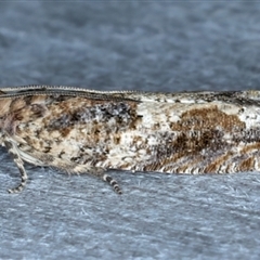 Crocidosema plebejana (Cotton Tipworm Moth) at Rosedale, NSW - 8 Sep 2024 by jb2602