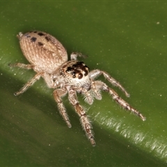 Opisthoncus grassator (Jumping spider) at Acton, ACT - 11 Sep 2024 by kasiaaus