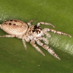 Opisthoncus grassator at Acton, ACT - 11 Sep 2024