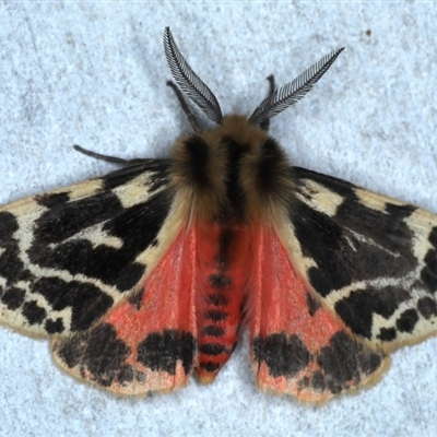 Ardices curvata (Crimson Tiger Moth) at Rosedale, NSW - 8 Sep 2024 by jb2602