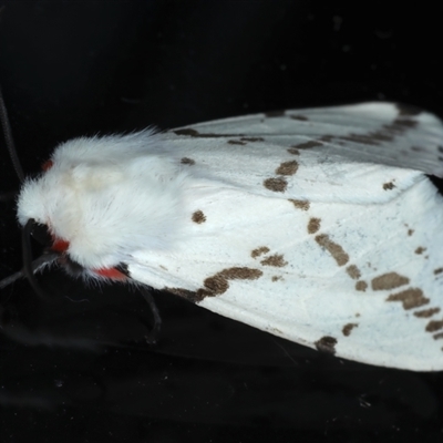 Ardices canescens (Dark-spotted Tiger Moth) at Rosedale, NSW - 8 Sep 2024 by jb2602