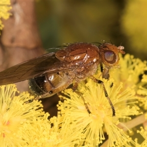 Rhagadolyra magnicornis at Acton, ACT - 11 Sep 2024 12:39 PM