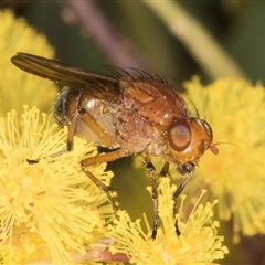 Rhagadolyra magnicornis at Acton, ACT - 11 Sep 2024 12:39 PM