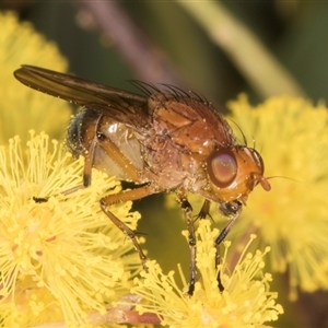 Rhagadolyra magnicornis at Acton, ACT - 11 Sep 2024 12:39 PM