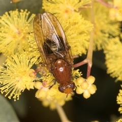 Rhagadolyra magnicornis at Acton, ACT - 11 Sep 2024 12:39 PM