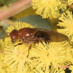 Rhagadolyra magnicornis at Acton, ACT - 11 Sep 2024 12:39 PM