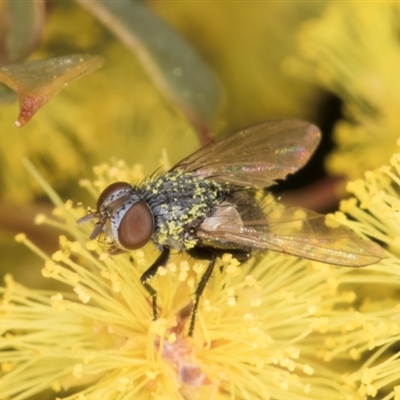 Muscidae (family) at Acton, ACT - 11 Sep 2024 by kasiaaus