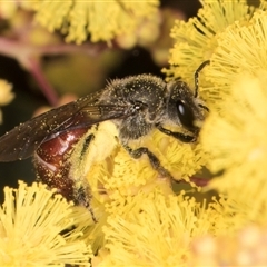 Lasioglossum (Parasphecodes) sp. (genus & subgenus) (Halictid bee) at Acton, ACT - 11 Sep 2024 by kasiaaus