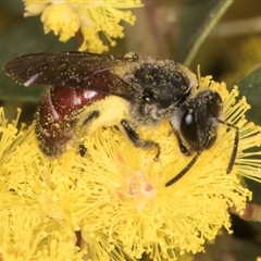 Lasioglossum (Parasphecodes) sp. (genus & subgenus) at Acton, ACT - 11 Sep 2024 12:38 PM