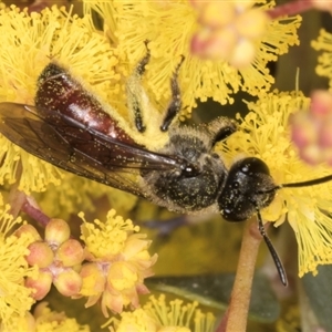 Lasioglossum (Parasphecodes) sp. (genus & subgenus) at Acton, ACT - 11 Sep 2024 12:38 PM