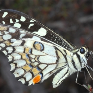 Papilio demoleus at Karabar, NSW - 11 Sep 2024 04:57 PM