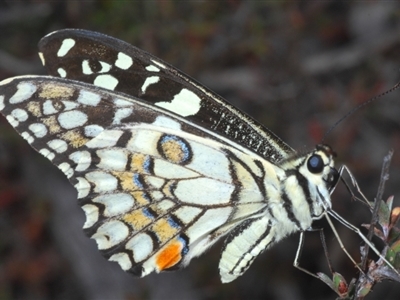 Papilio demoleus (Chequered Swallowtail) at Karabar, NSW - 11 Sep 2024 by Harrisi