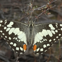 Papilio demoleus at Karabar, NSW - 11 Sep 2024 04:57 PM