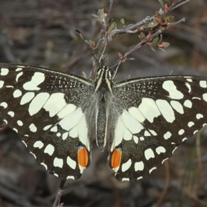 Papilio demoleus at Karabar, NSW - 11 Sep 2024 04:57 PM