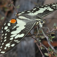 Papilio demoleus at Karabar, NSW - 11 Sep 2024 04:57 PM