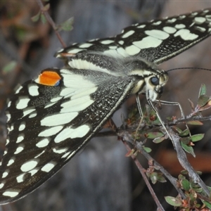 Papilio demoleus at Karabar, NSW - 11 Sep 2024 04:57 PM