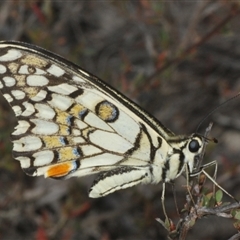 Papilio demoleus at Karabar, NSW - 11 Sep 2024 04:57 PM