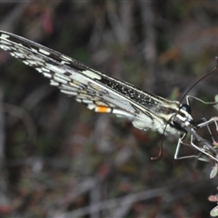 Papilio demoleus at Karabar, NSW - 11 Sep 2024 04:57 PM