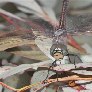 Anax papuensis at Bonner, ACT - 11 Sep 2024