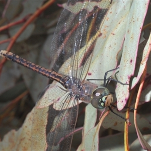 Anax papuensis at Bonner, ACT - 11 Sep 2024 01:59 PM