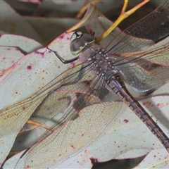 Anax papuensis at Bonner, ACT - 11 Sep 2024