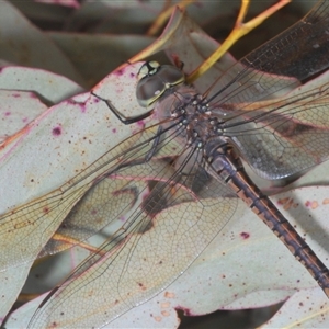 Anax papuensis at Bonner, ACT - 11 Sep 2024