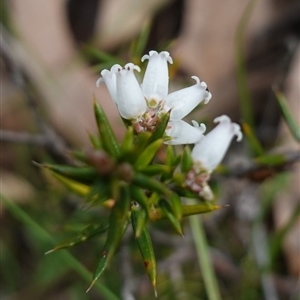 Lissanthe strigosa subsp. subulata at Bungonia, NSW - 11 Sep 2024