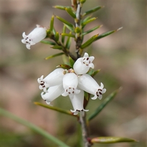 Lissanthe strigosa subsp. subulata at Bungonia, NSW - 11 Sep 2024