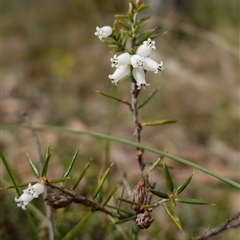 Lissanthe strigosa subsp. subulata at Bungonia, NSW - 11 Sep 2024 11:20 AM