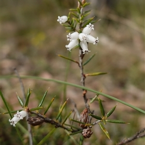 Lissanthe strigosa subsp. subulata at Bungonia, NSW - 11 Sep 2024