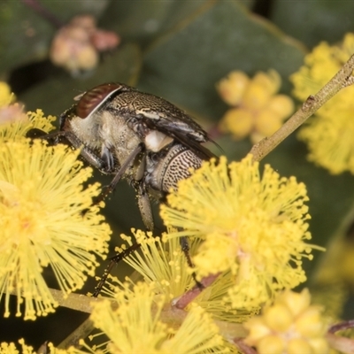 Stomorhina subapicalis (A snout fly) at Acton, ACT - 11 Sep 2024 by kasiaaus