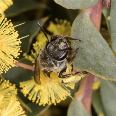 Lasioglossum (Parasphecodes) sp. (genus & subgenus) (Halictid bee) at Acton, ACT - 11 Sep 2024 by kasiaaus