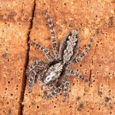 Clynotis severus (Stern Jumping Spider) at Acton, ACT - 11 Sep 2024 by kasiaaus