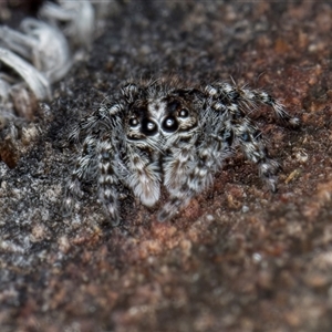 Clynotis severus at Acton, ACT - 11 Sep 2024 01:30 PM