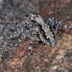 Clynotis severus at Acton, ACT - 11 Sep 2024 01:30 PM