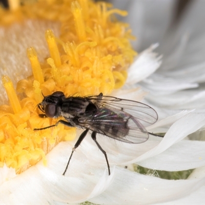 Helina sp. (genus) (Muscid fly) at Acton, ACT - 11 Sep 2024 by kasiaaus