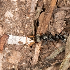 Myrmecia sp., pilosula-group (Jack jumper) at Acton, ACT - 11 Sep 2024 by kasiaaus