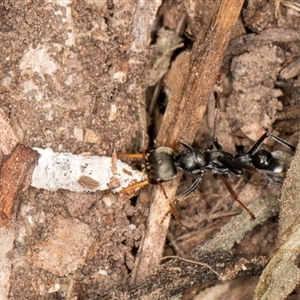 Myrmecia sp., pilosula-group at Acton, ACT - 11 Sep 2024 01:32 PM