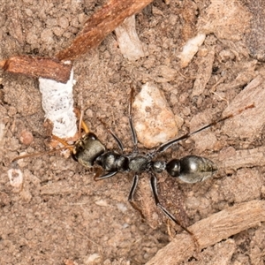 Myrmecia sp., pilosula-group at Acton, ACT - 11 Sep 2024 01:32 PM