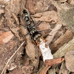 Myrmecia sp., pilosula-group at Acton, ACT - 11 Sep 2024 01:32 PM