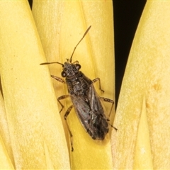 Nysius sp. (genus) (Seed bug) at Acton, ACT - 11 Sep 2024 by kasiaaus