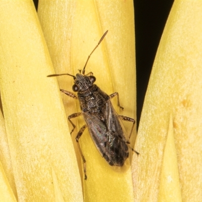 Nysius sp. (genus) (Seed bug) at Acton, ACT - 11 Sep 2024 by kasiaaus