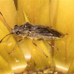 Nysius sp. (genus) at Acton, ACT - 11 Sep 2024 01:26 PM