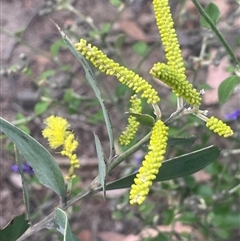 Acacia cultriformis at Bungonia, NSW - 11 Sep 2024 by JaneR