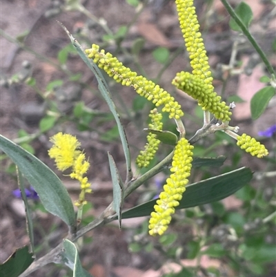 Acacia cultriformis at Bungonia, NSW - 11 Sep 2024 by JaneR