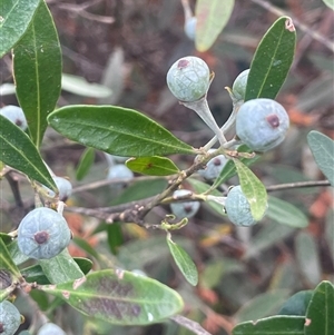 Beyeria viscosa at Bungonia, NSW - 11 Sep 2024