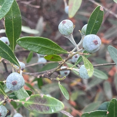 Beyeria viscosa (Pinkwood) at Bungonia, NSW - 11 Sep 2024 by JaneR