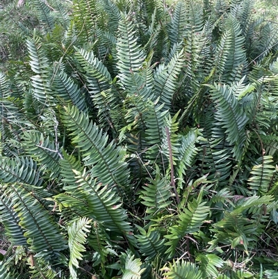 Pellaea falcata (Sickle Fern) at Bungonia, NSW - 11 Sep 2024 by JaneR