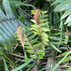 Pellaea falcata at Bungonia, NSW - suppressed