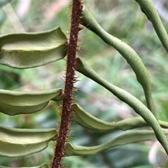 Pellaea falcata at Bungonia, NSW - suppressed